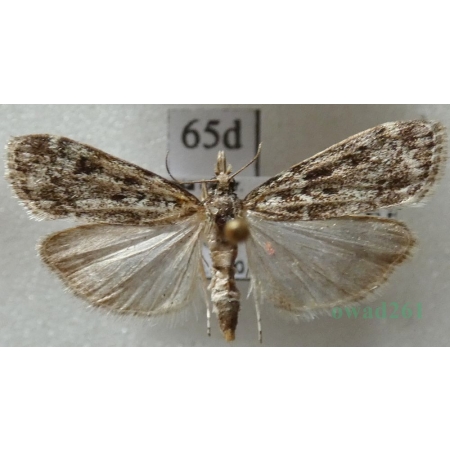 Eudonia truncicolella (Stainton, 1849) Mietliczka borowa Czech65d